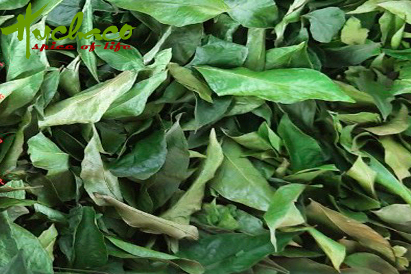 LÁ MẮC MẬT KHÔ